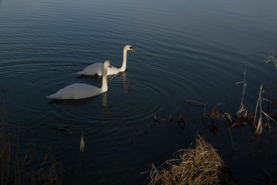 High angle view of swan swimming in lake