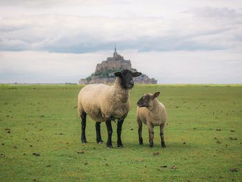 View of sheep on field