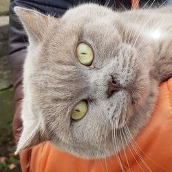 Close-up portrait of a cat