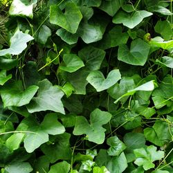 Full frame shot of green leaves