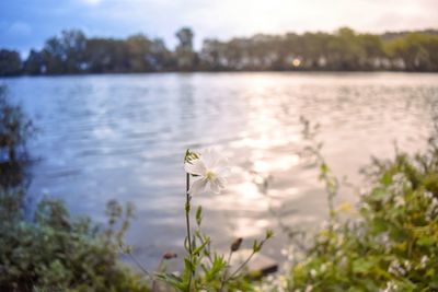 Close-up of white flowering plants by lake