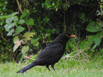 Close-up of bird on grass