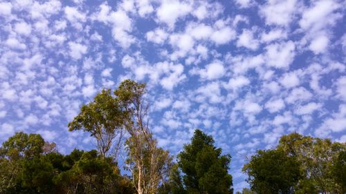 Low angle view of trees against sky