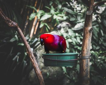 Close-up of bird perching on branch