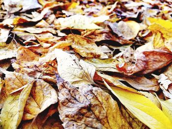 Full frame shot of autumn leaves