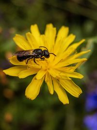 Close-up of insect on yellow flower