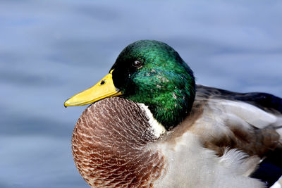 Close-up of bird in water