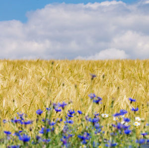 View of purple flowering plants on field against sky