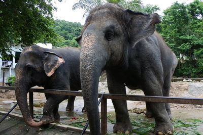 Elephant standing on a land