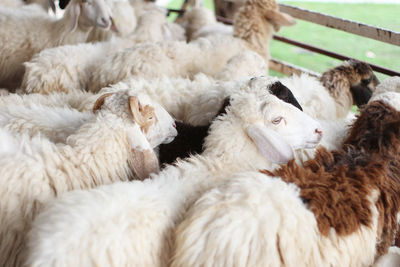 View of sheep in pen