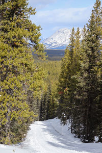 Scenic view of snow covered mountain against sky