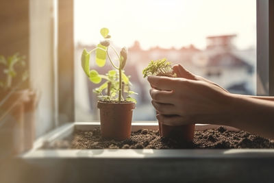 Cropped hand holding potted plant