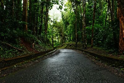 Road amidst trees in forest