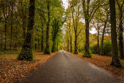 Road amidst trees in forest during autumn