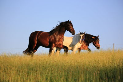 Horses on the paddock