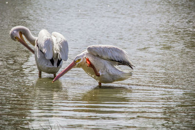 Close-up of swan in lake