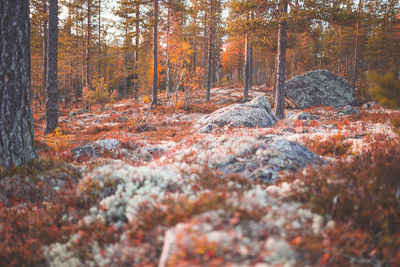 Pine trees in forest during autumn