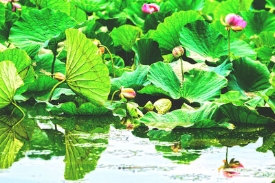 Close-up of plants in water