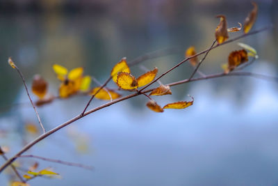 Close-up of dried plant