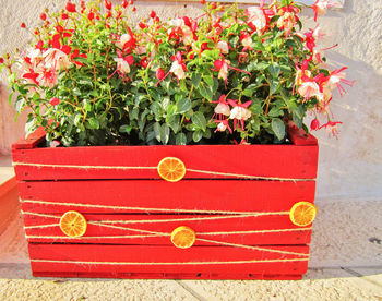 Close-up of red potted plant