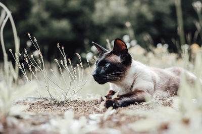 Close-up of a cat on field