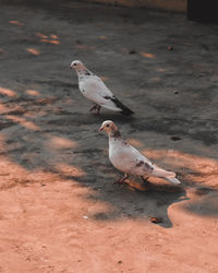 High angle view of seagulls on field