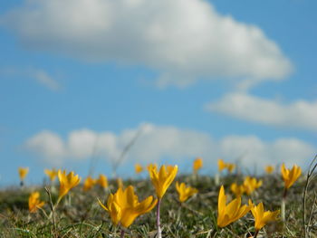 Yellow crocus growing on field against sky