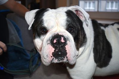 Close-up portrait of dog