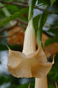 Close-up of leaves