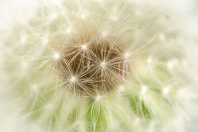 Close-up of dandelion on plant