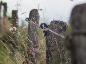 Close-up of plant growing on field