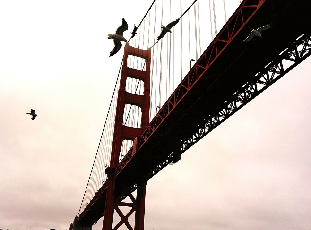 bridge - man made structure, animal themes, connection, bird, flying, low angle view, animals in the wild, one animal, suspension bridge, animal wildlife, sky, transportation, silhouette, built structure, outdoors, architecture, day, no people