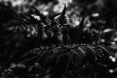 Close-up of pine tree branch