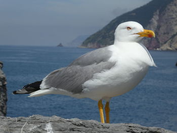 Close-up of seagull perching on rock by sea against sky