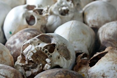 Close-up of human skulls