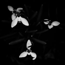 Close-up of white flowering plant against black background