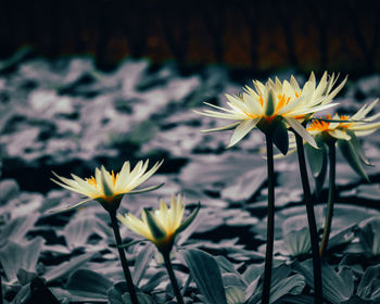 Close-up of white flowering plant