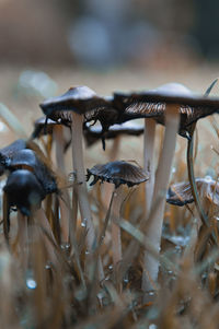 Close-up of mushrooms  on field