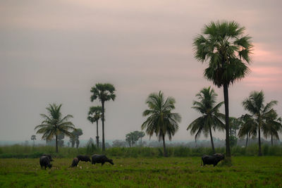 palm tree