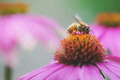 Close-up of bee pollinating on pink flower