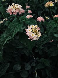 Close-up of flowering plant