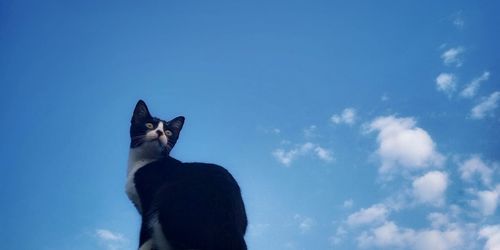 Low angle view of a cat against blue sky