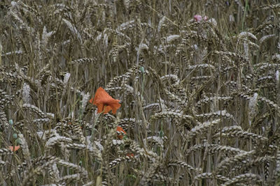 View of a bird on a land