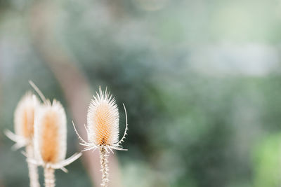 Close-up of dried plant