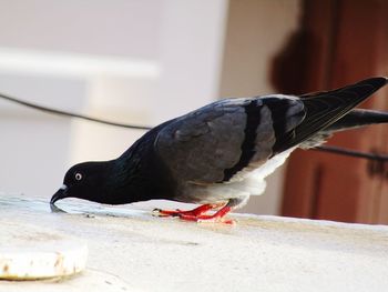 Close-up of pigeon