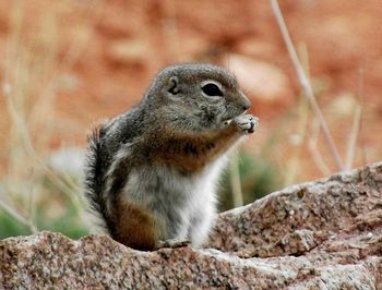 Close-up of squirrel