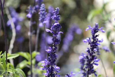 Close-up of purple flowering plants