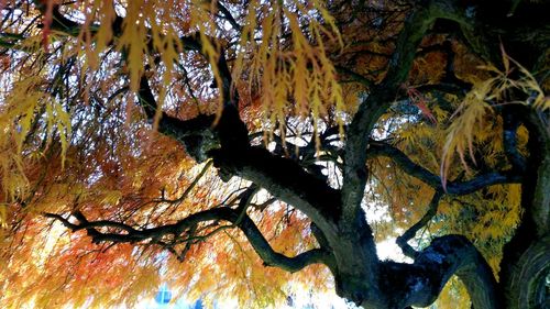 Low angle view of tree trunk