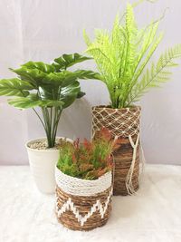 Close-up of potted plant on table against wall