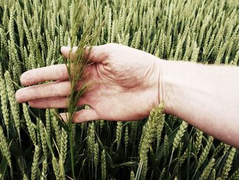 Man hand touch weed in wheat field. young green wheat corns growing in a field